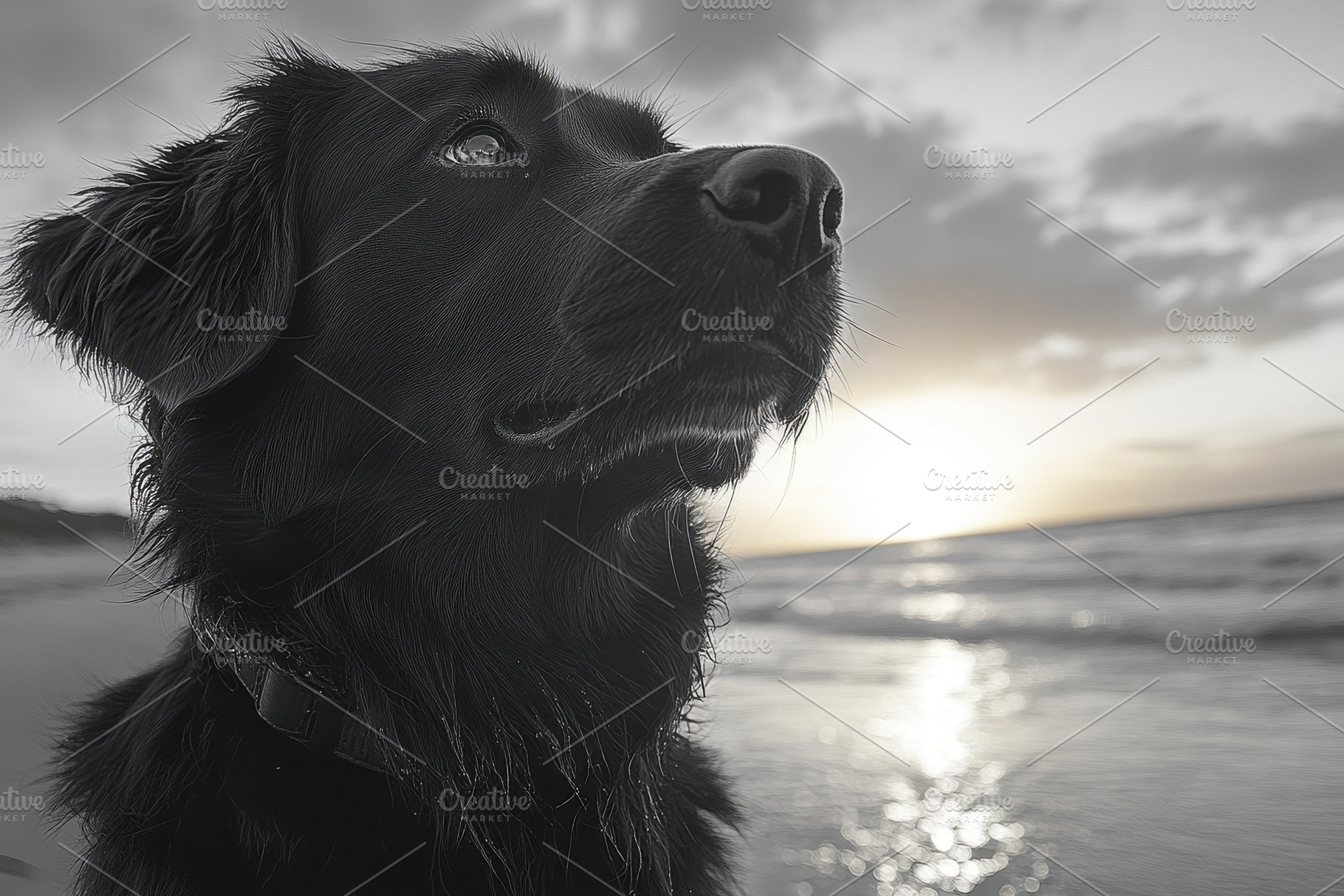 Black dog stands by the shore at sun, a Photo by Tanuart