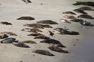 Seals on the beach at La Jolla, California, USA, a Nature Photo by uncreative