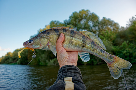 Fisherman holding Volga zander