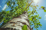 98 Trees view from below, a Nature Photo by Handmadefont (Thumbnail 22 of 98)