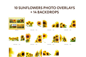 Sunflower Photo Overlays Backdrops