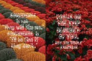 Arista, a Sans Serif Font by caocastudio (Thumbnail 4 of 4)