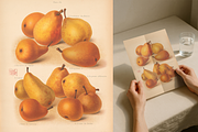 Rare! The Herefordshire Pomona, a Food Illustration by Digital Museum (Thumbnail 2 of 10)