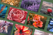 125 Flowers Stock Photos, a Nature Photo by Incomelion (Thumbnail 7 of 12)