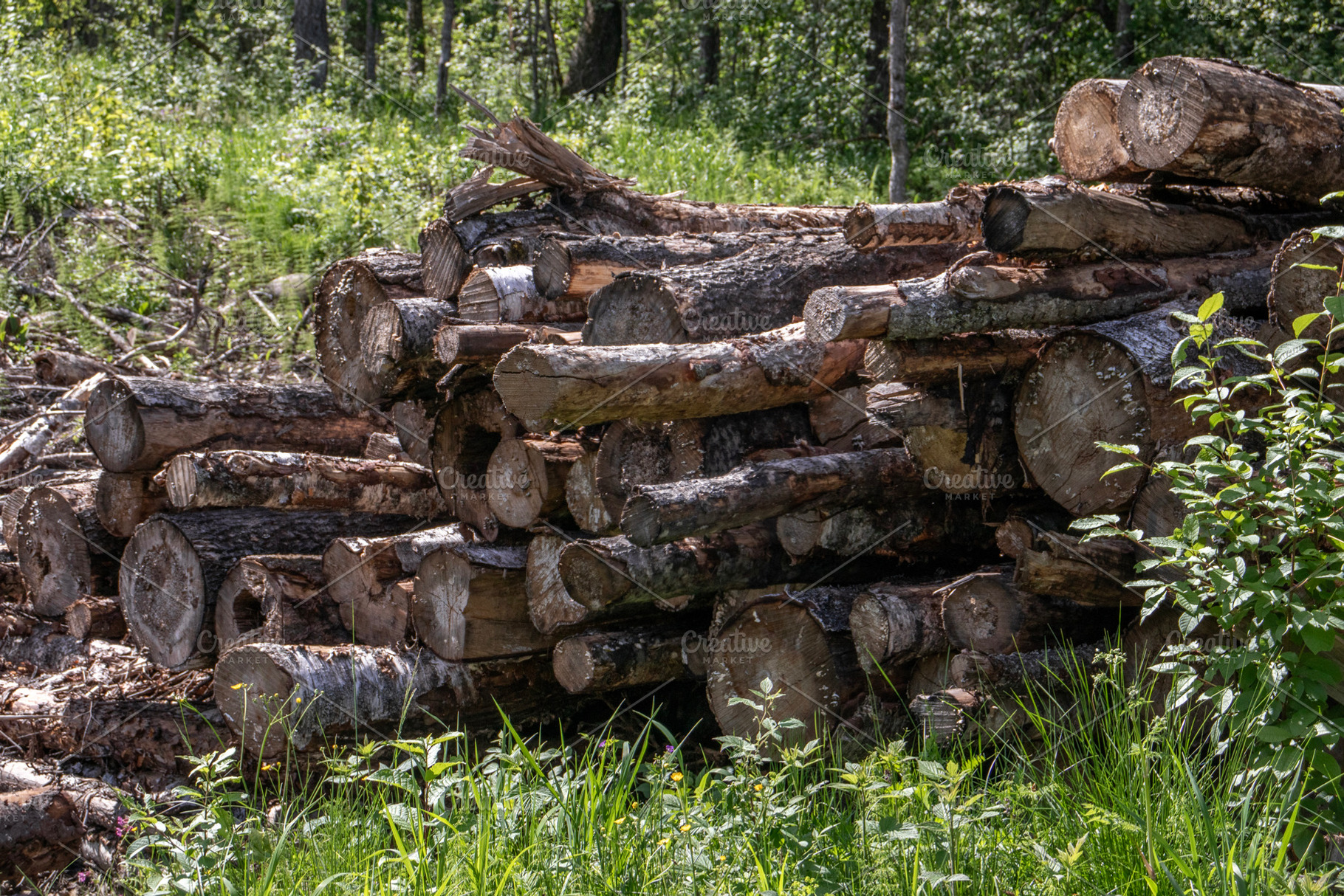 Stacked cut logs in a sunlit forest, an Industrial Photo by Schreibikus