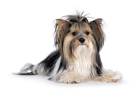 Biewer Yorkshire Terrier dog on white, an Animal Photo by Cat'chy Images by Nynke