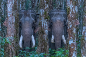 In Kui Buri National Park, Thailand, an Animal Photo by ZinetroN