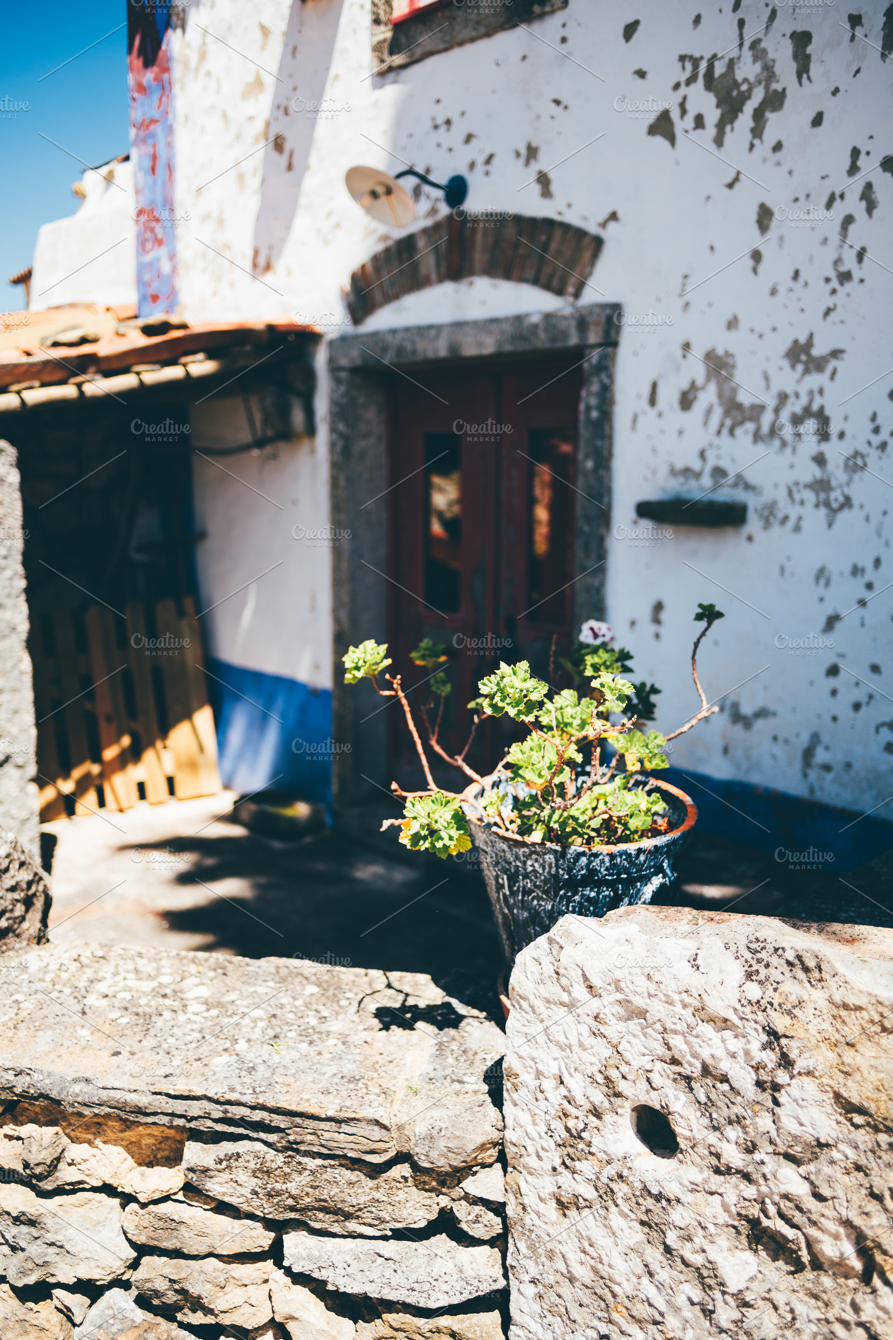 Potted plant on stone wall focus, an Architecture Photo by SkyNext