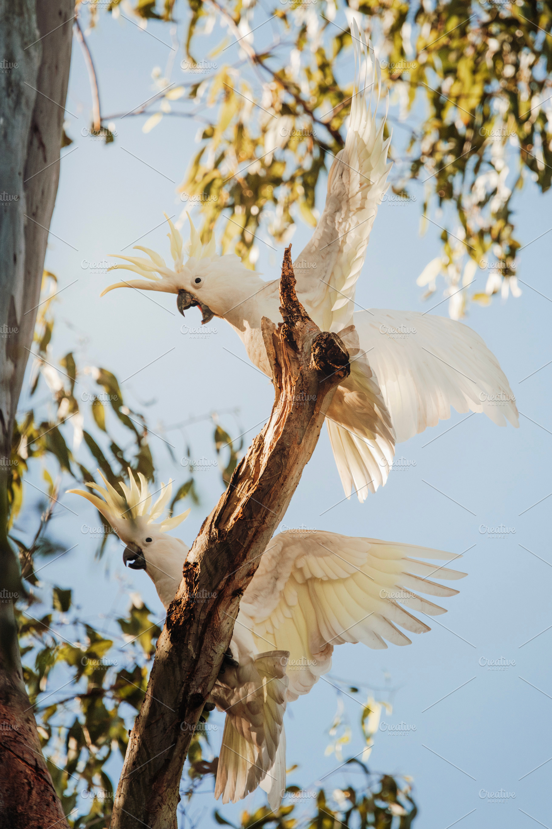 Sulphur-crested cockatoos, an Animal Photo by Rob D Animal Photography