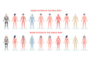 Male and female body systems. Major, a Healthcare Illustration by LadadikArt