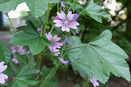 flower of mallow plant useful as background