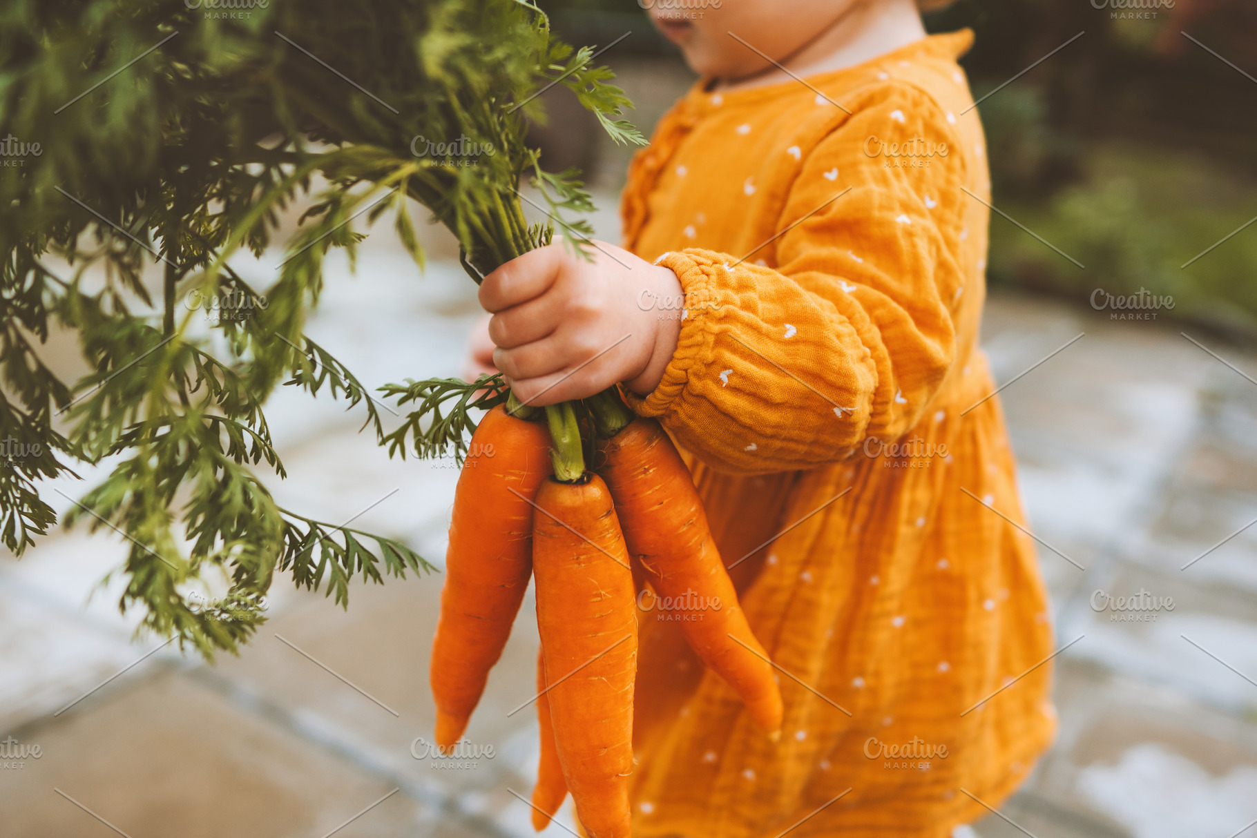 Child hand holding carrots healthy f, a Person Photo by e v e r s t