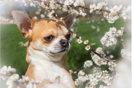 chihuahua among a flowering tree, an Animal Photo by Pakosta