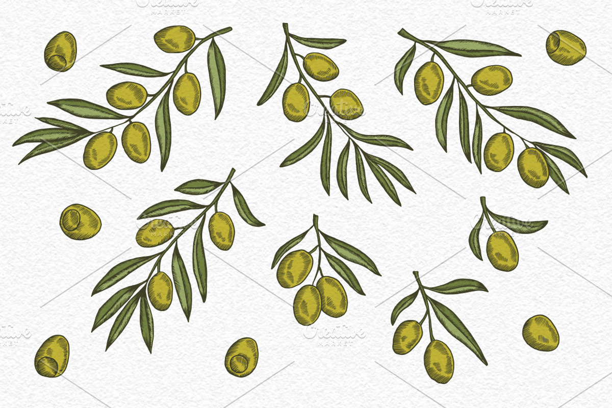 Olive Vintage Graphics Set, a Decorative Illustration by Chelovector (Photo 2 of 5)