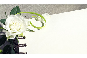 White rose with green leaves and, a Photo by tilialucida