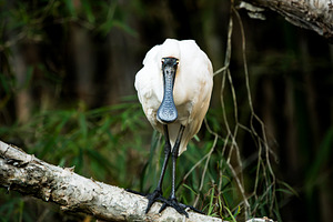 Royal Spoonbill