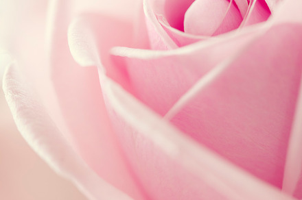 Beatiful pink rose containing abstract, aroma, and background, a Nature Photo by Natalia Klenova's Shop