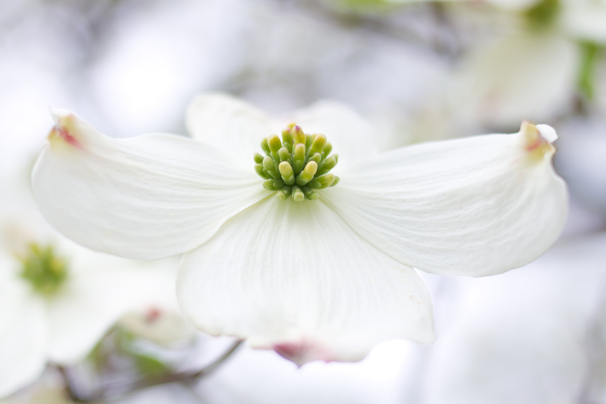 White flower on dogwood tree, a Nature Photo by naomiliz (Photo 1 of 2)
