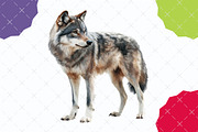 Watercolor Wildlife Nature Animals, an Illustration by designcity5 (Thumbnail 5 of 5)