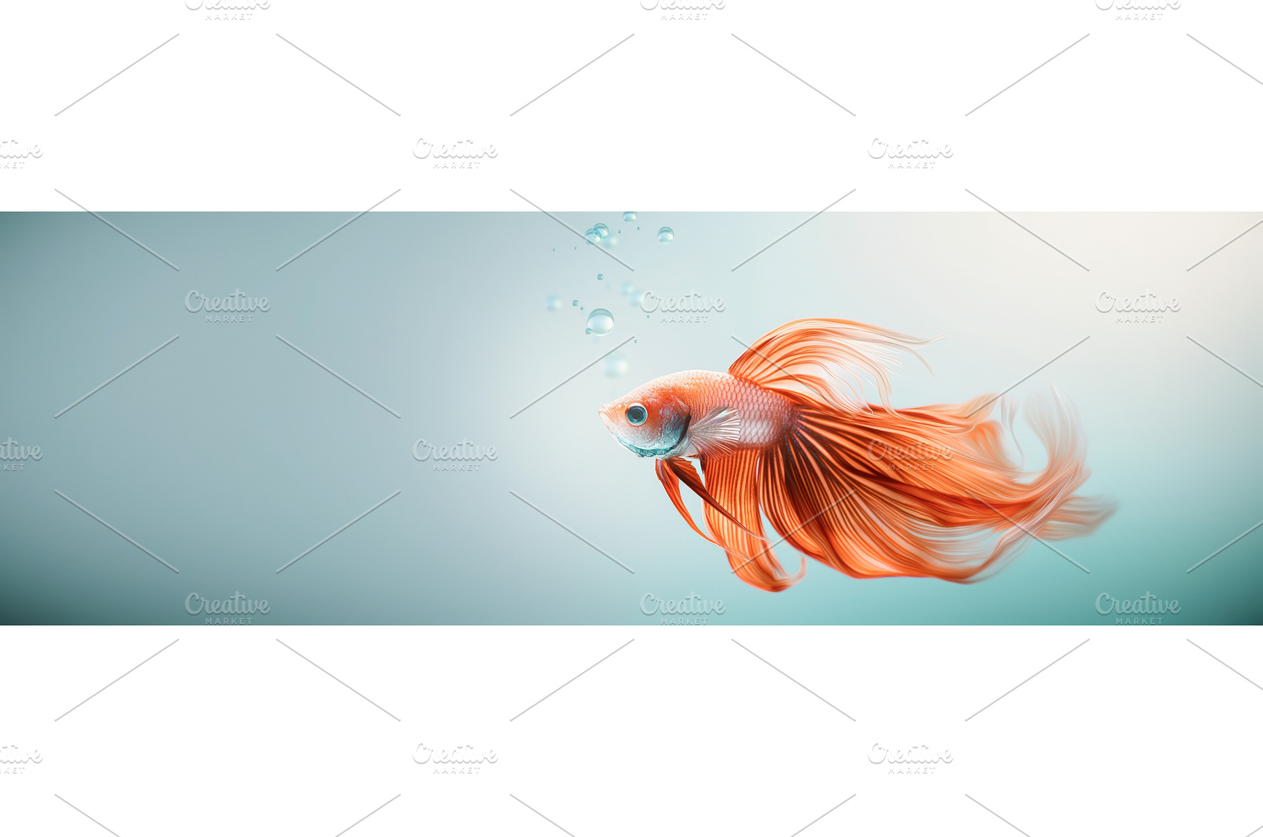 Beautiful Red Fish, an Animal Photo by BazziBa♥