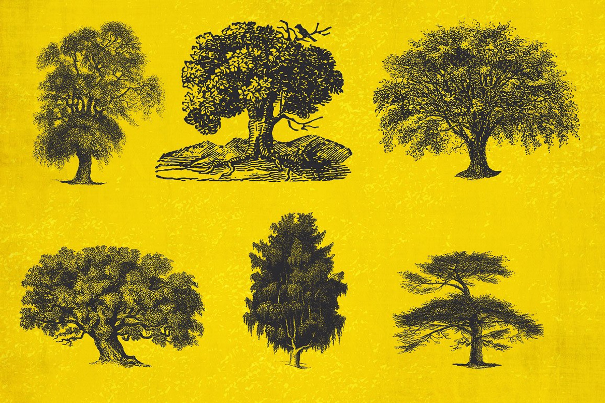 37 Vintage Tree Illustrations, an Object Graphic by AndrewPixel (Photo 6 of 8)