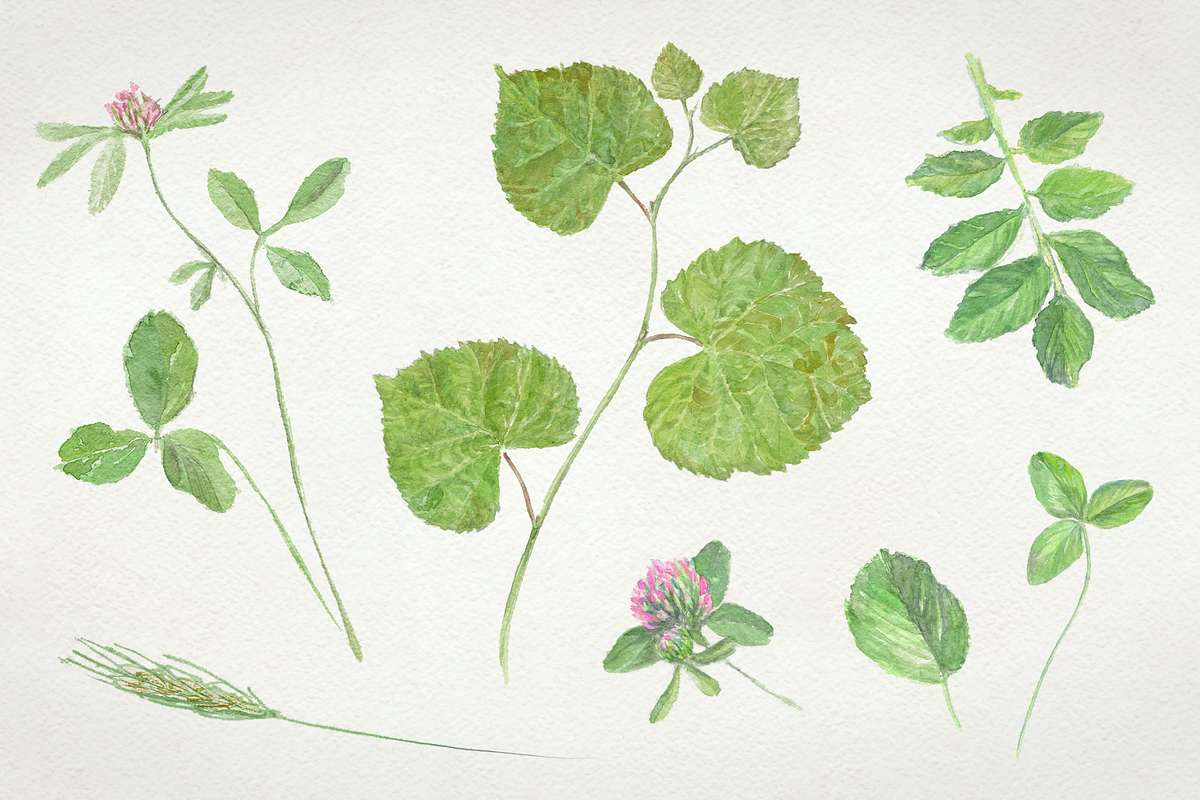 Flowers watercolor set, a Work Illustration by lapi-olesya (Photo 4 of 4)