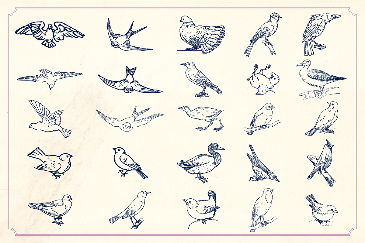 Vintage Hand Drawn Birds preview 2