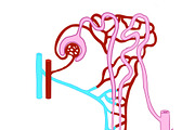 Biology & Anatomy goodnotes stickers, an Education Illustration by Noorist (Thumbnail 32 of 32)