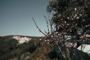 Blossoms with blurred village view, a Nature Photo by SkyNext