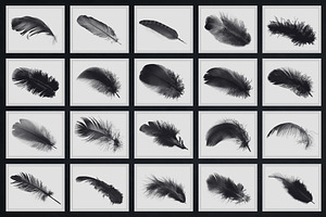 Delicate Feather Brushes - Photoshop