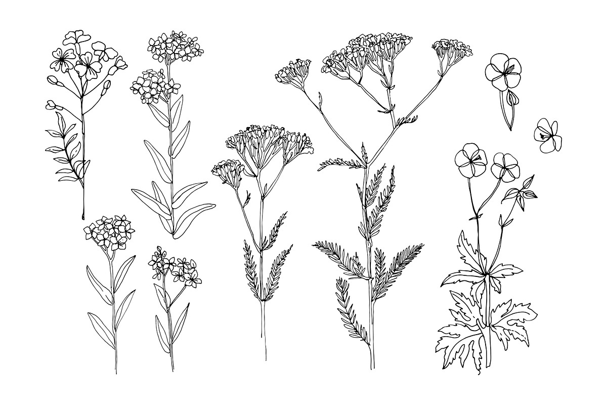 Wildflowers and herbs line sketch, a Decorative Illustration by irina.vaneeva (Photo 6 of 10)