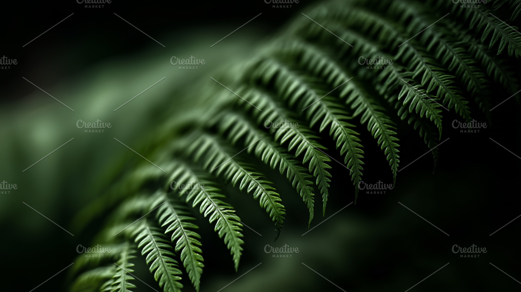 Delicate fern leaf against dark, a Nature Photo by MistyDay