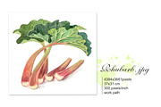 RHUBARB. Set of 4 watercolors., a Graphic by Marina.Markizova (Thumbnail 4 of 5)