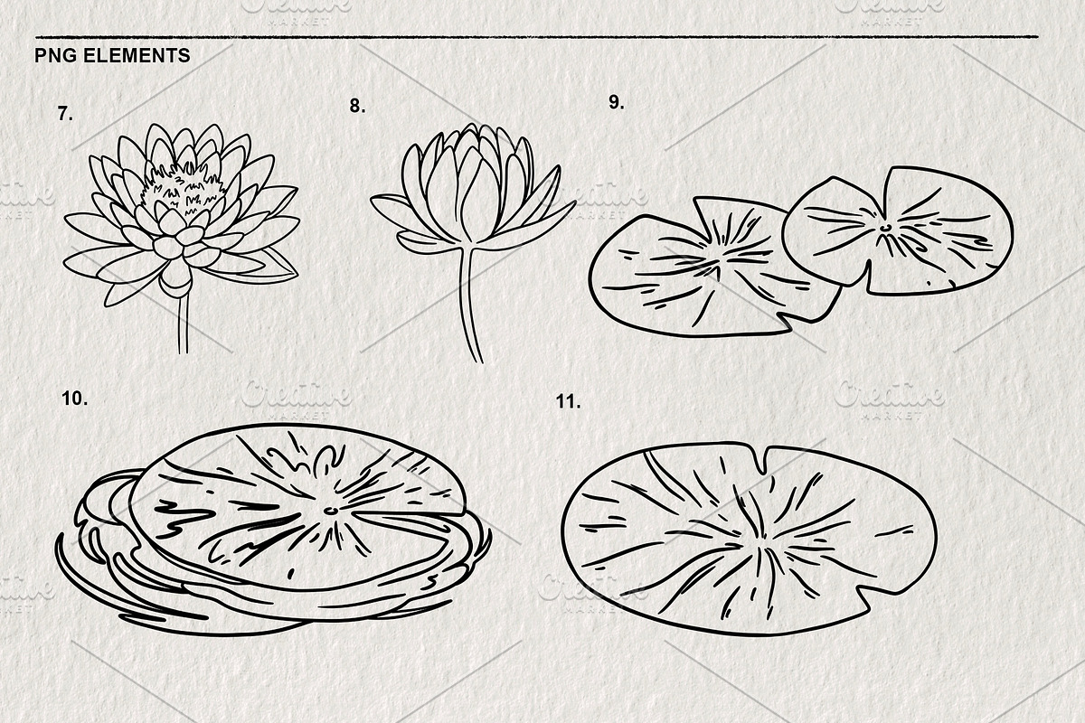 Set of water lilies and flowers PNG, a Decorative Illustration by LOKSKIH (Photo 4 of 10)