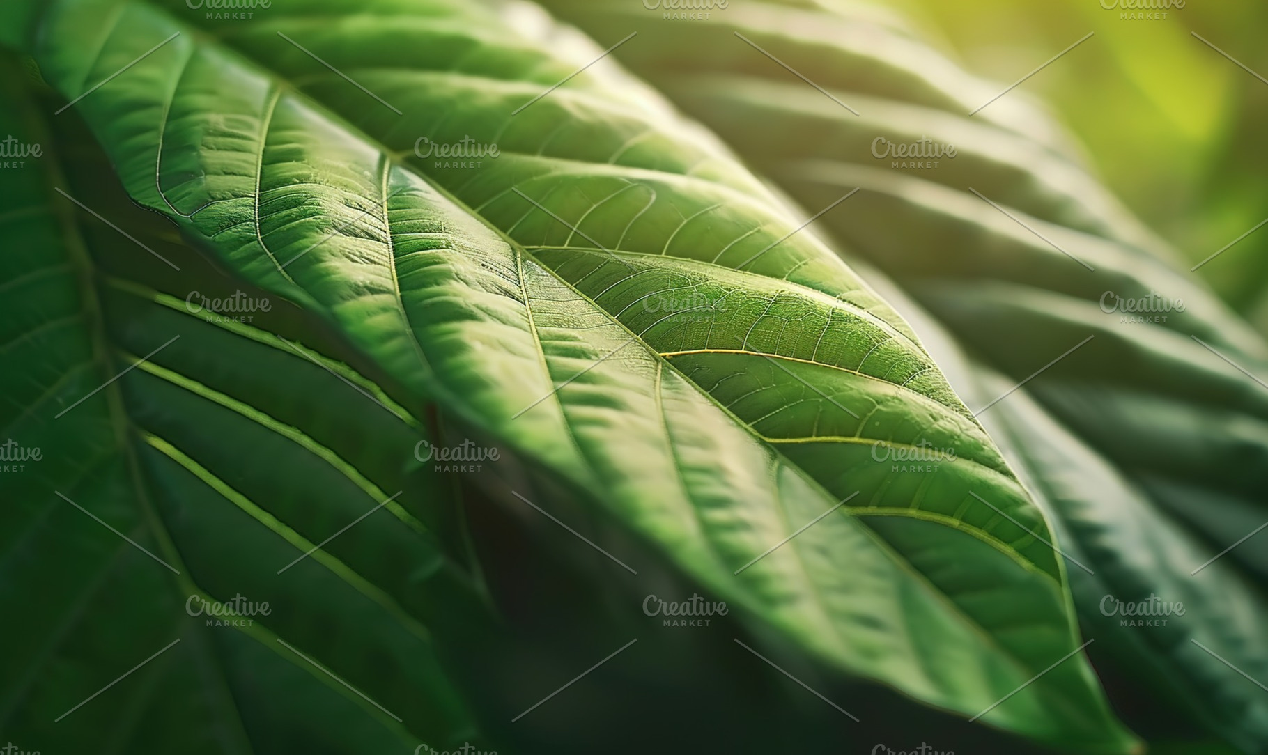 background of green leaf dense fores, a Background Photo by Maylianaw28