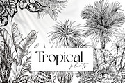 Tropical black& white plants, a Decorative Illustration by Jeanna Draw (Thumbnail 2 of 17)