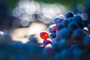Macro view of blue vine grapes, a Food & Drink Photo by Mark Borbely