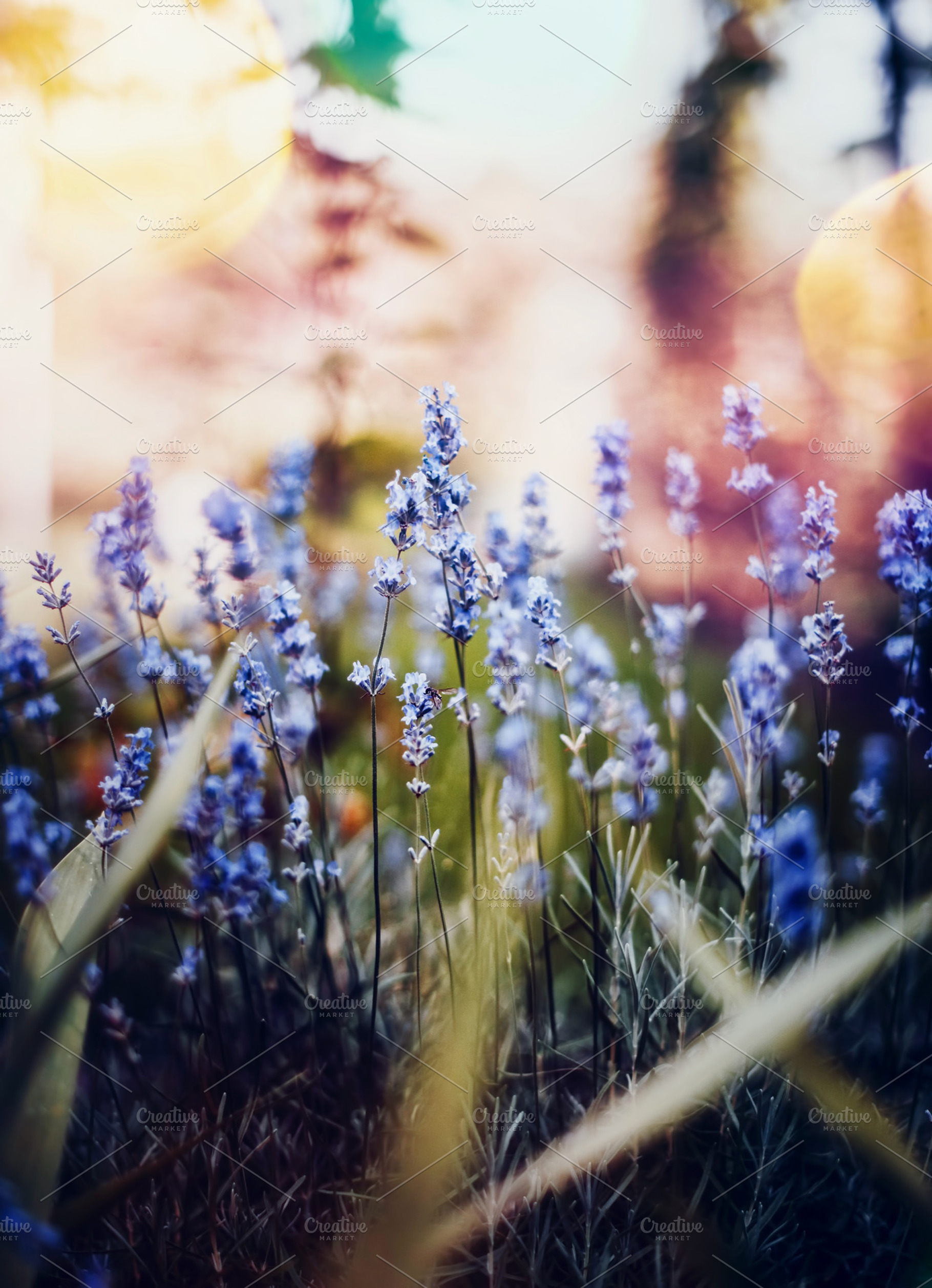 Close up lavender colorful mood, a Nature Photo by Antrisolja Photography