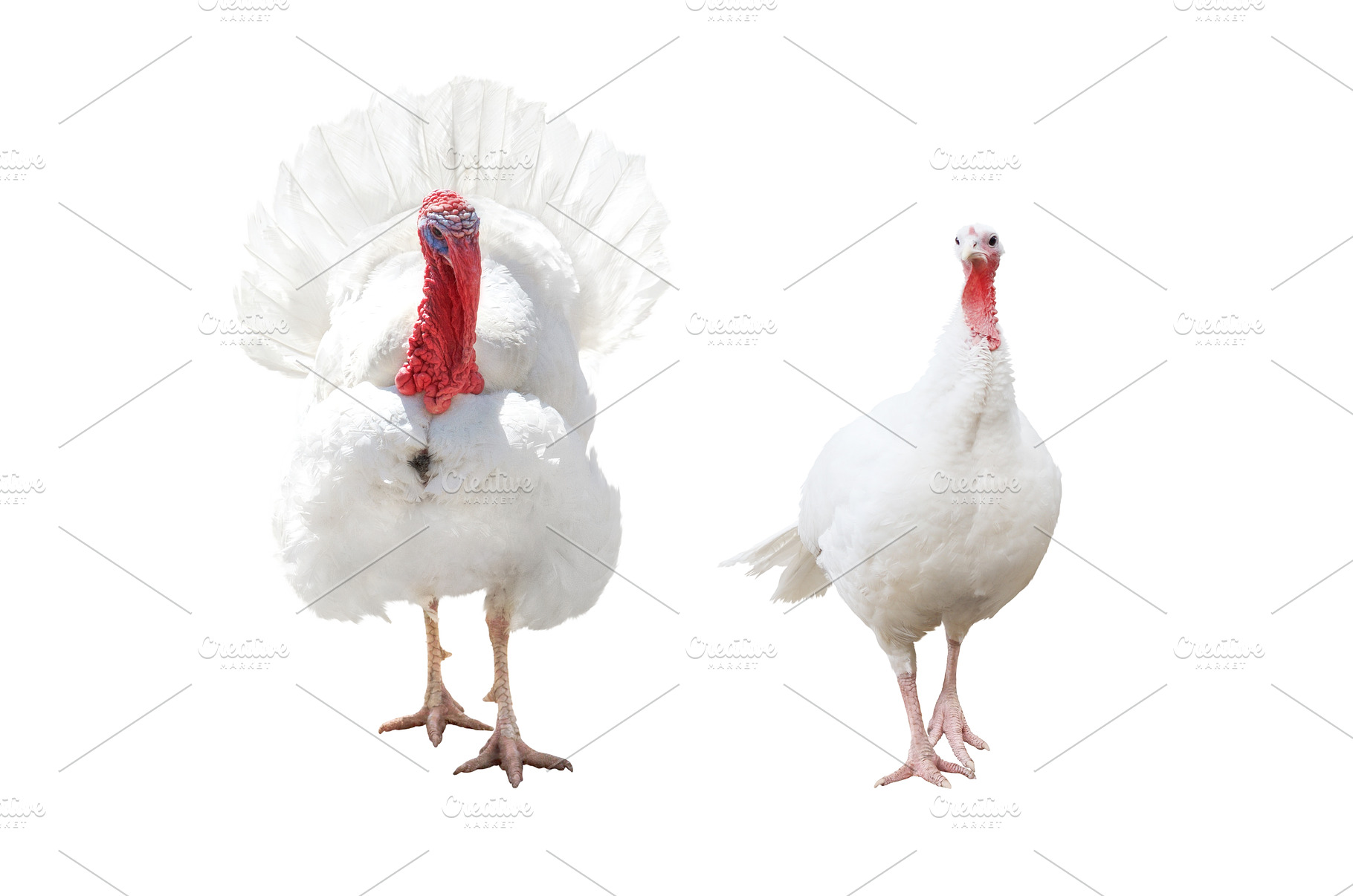 he and she turkey isolated on white, an Animal Photo by Pakosta