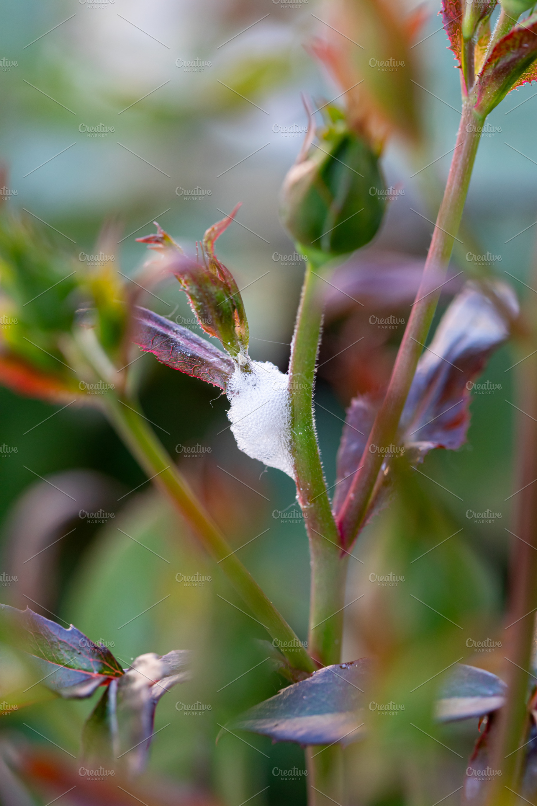 Philaenus spumarius nymph hiding in cuckoo spit on rose bush stem, a Nature Photo by Antonio Gravante Market