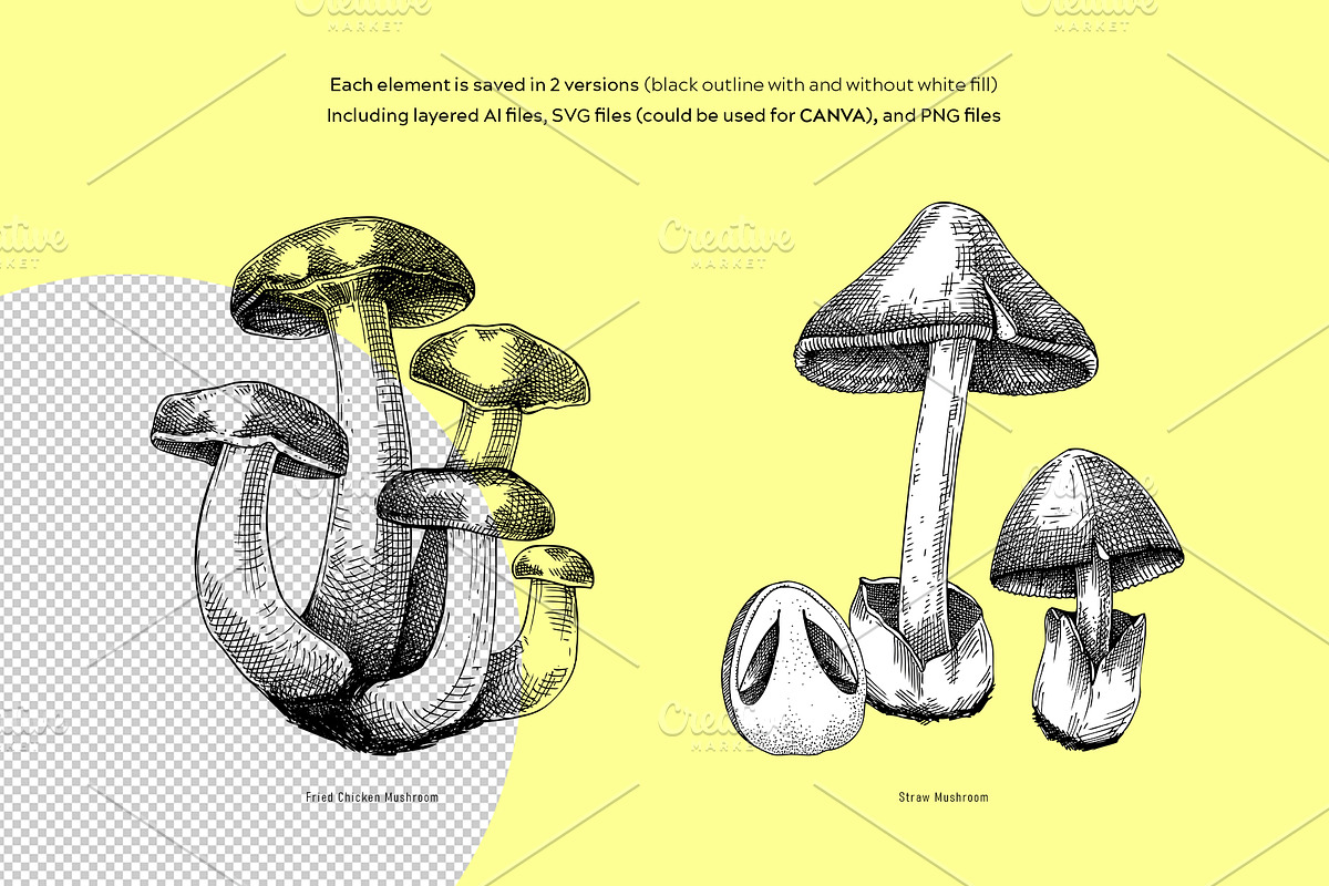 Mushrooms Vector Illustration Set, an Object Illustration by Yevheniia (Photo 4 of 14)