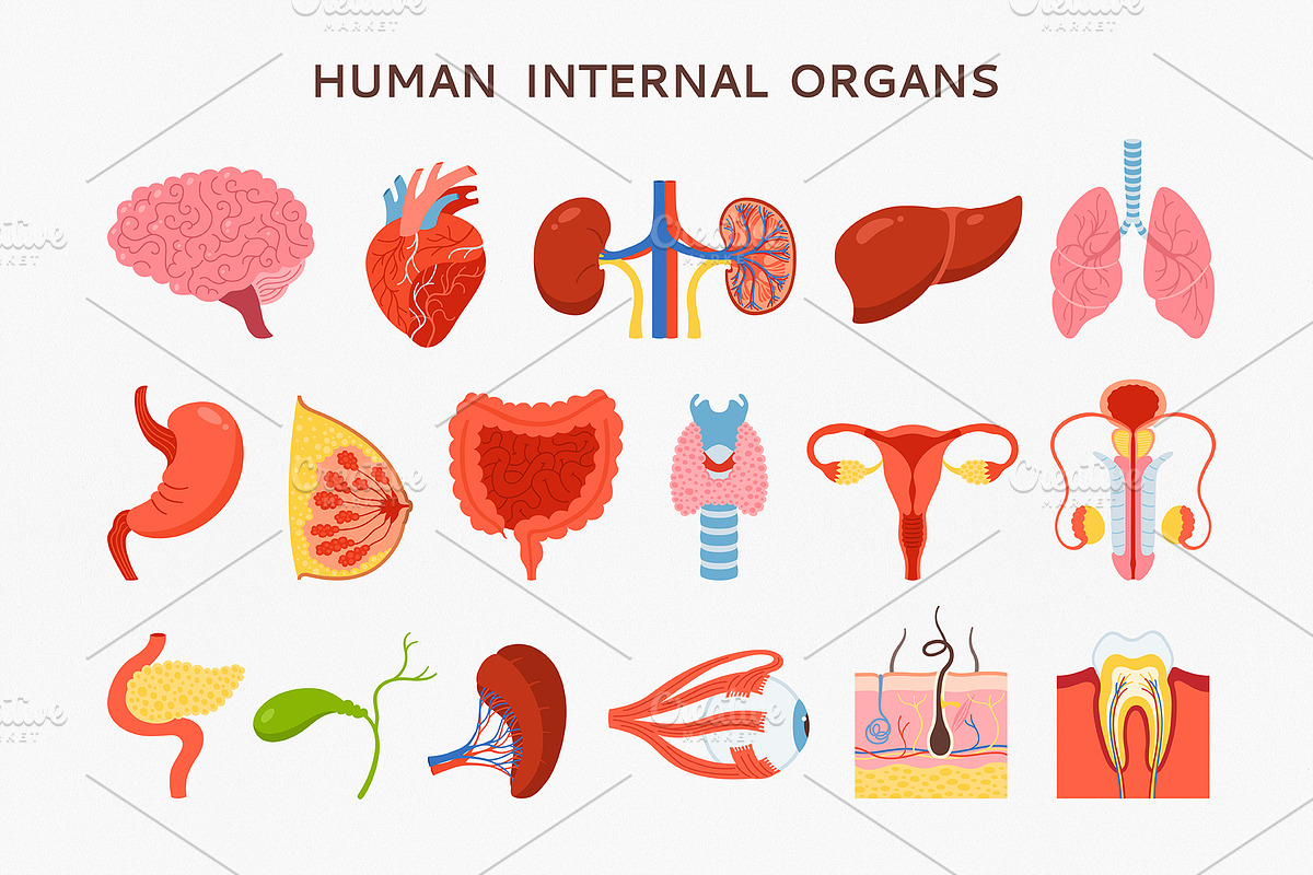 Human internal organs illustration, a Healthcare Illustration by Neliakott ♥ (Photo 3 of 7)