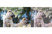 Kamin Japan Mood 1, an Action Add-On by Kamin Lightroom Preset (Thumbnail 4 of 22)