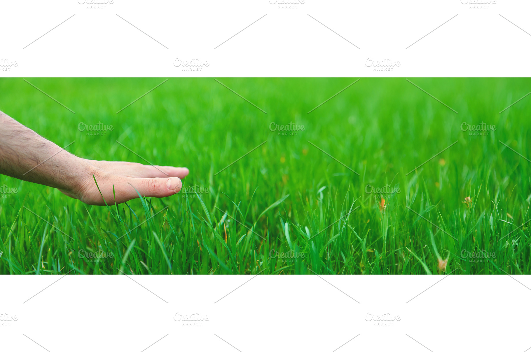 Lawn grass close-up in the yard, a Nature Photo by yanadjana