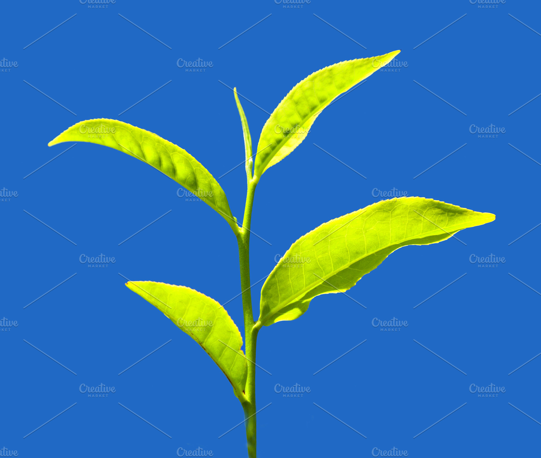 Tea leaves, a Photo by saiko3p