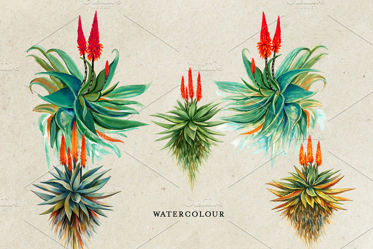 Watercolor Aloe Vera, a Decorative Illustration by Karliefie (Photo 2 of 4)