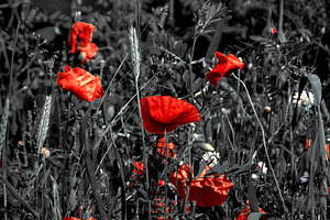 Mourning poppy flowers.