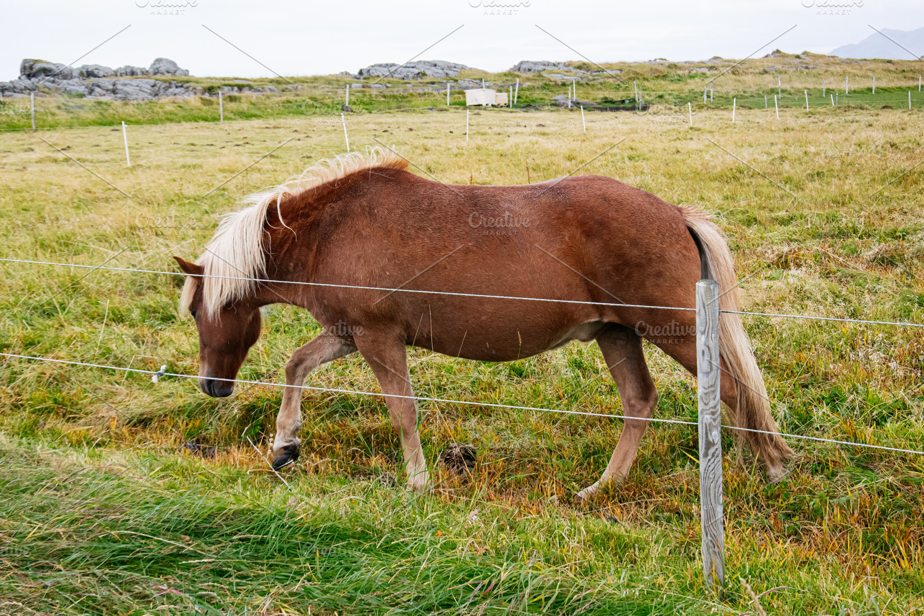 Brown horse grazing in a scenic field enclosed by a fence in Iceland, a Nature Photo by AS photostudio