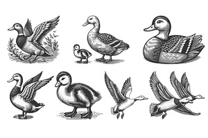 duck and duckling engraving set, an Animal Illustration by AlexArt