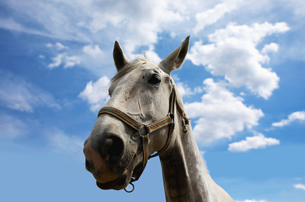 horse portrait, an Animal Photo by Ales Munt
